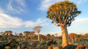 Namibia Köcherbaumwald